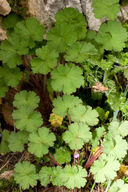 Pianta laziale 6 - Geranium cfr.rotundifolium